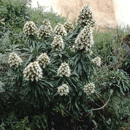 Echium giganteum ? \ Riesengro&szlig;er Natternkopf / Giant Bugloss, Teneriffa San Marco 19.2.1989