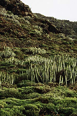 Euphorbia aphylla \ Blattlose Wolfsmilch, Kanaren-Wolfsmilch / Leafless Spurge, Teneriffa Punta del Teno 20.2.1989