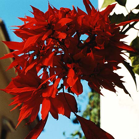 Euphorbia pulcherrima \ Weihnachtsstern / Painted Leaf, Common Poinsettia, Teneriffa Puerto de la Cruz 9.2.1989