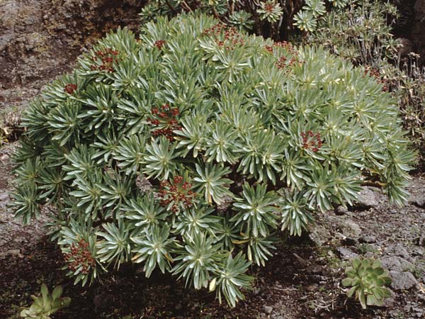 Euphorbia atropurpurea \ Dunkelpurpurrote Wolfsmilch / Bush Spurge, Teneriffa Lomo di Masca 14.2.1989