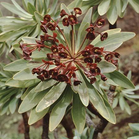 Euphorbia atropurpurea \ Dunkelpurpurrote Wolfsmilch / Bush Spurge, Teneriffa Lomo di Masca 14.2.1989