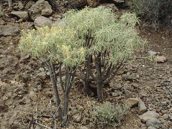 Euphorbia broussonetii \ Broussonets Wolfsmilch / Broussonet's Spurge, Teneriffa Chio 20.2.1989