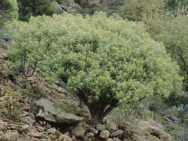 Euphorbia broussonetii \ Broussonets Wolfsmilch / Broussonet's Spurge, Teneriffa Chio 20.2.1989