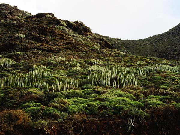 Euphorbia aphylla \ Blattlose Wolfsmilch, Kanaren-Wolfsmilch / Leafless Spurge, Teneriffa Punta del Teno 20.2.1989