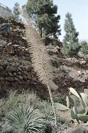 Echium wildpretii \ Wildprets Natternkopf / Wildpret's Viper's Bugloss, Teneriffa Ca�adas 15.2.1989