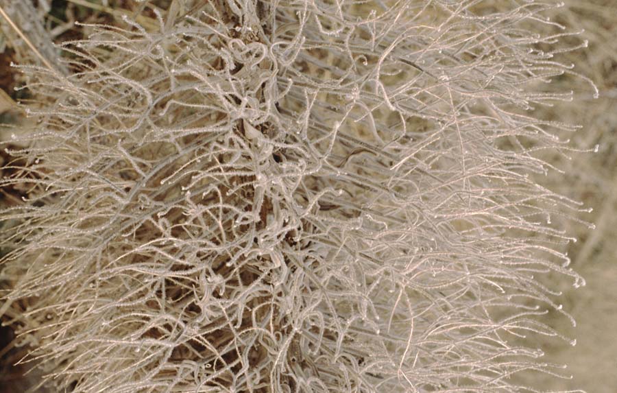 Echium wildpretii \ Wildprets Natternkopf / Wildpret's Viper's Bugloss, Teneriffa Ca�adas 17.2.1989
