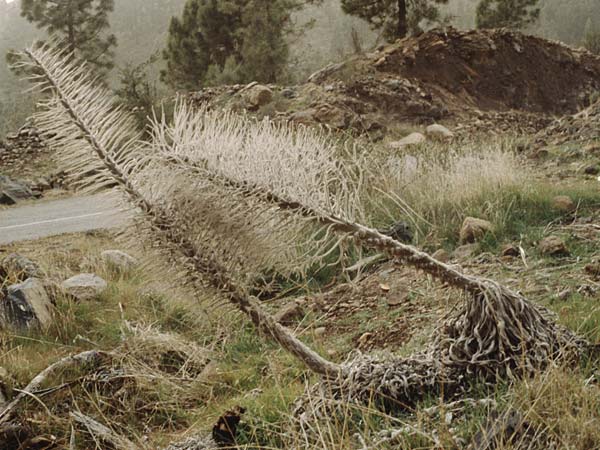 Echium wildpretii \ Wildprets Natternkopf / Wildpret's Viper's Bugloss, Teneriffa Ca�adas 17.2.1989