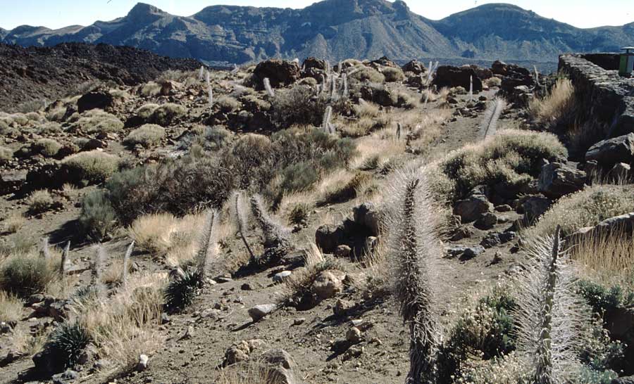 Echium wildpretii \ Wildprets Natternkopf / Wildpret's Viper's Bugloss, Teneriffa Ca�adas 30.12.2004