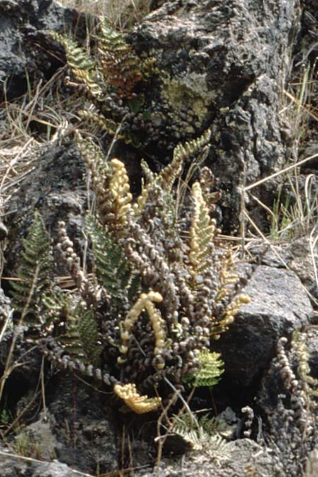Cosentinia vellea \ Wolliger Pelzfarn / Scaly Cheilanthes, Wooly Lip Fern, Teneriffa Chio 17.2.1989