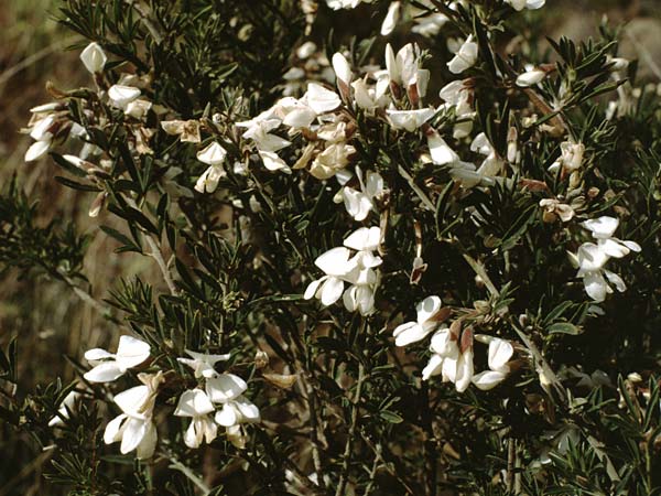 Cytisus prolifer \ Sprossender Zwergginster, Teneriffa El Conde 12.2.1989