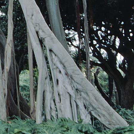 Ficus elastica \ Gummibaum, Indischer Kautschukbaum / Rubber Plant, Teneriffa Puerto de la Cruz 31.12.2004