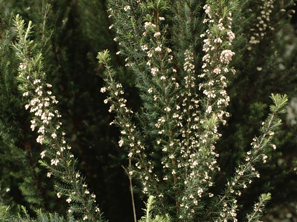 Erica arborea \ Baum-Heide / Tree Heather, Teneriffa Icod de los Vinos 14.2.1989