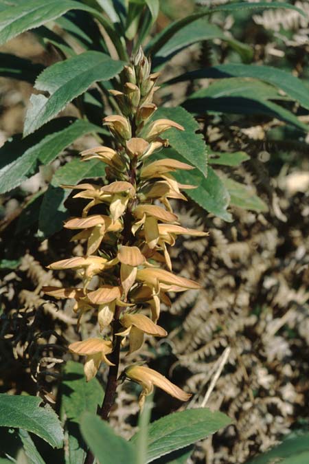 Digitalis canariensis \ Kanarischer Fingerhut / Canary Island Foxgloves, Teneriffa Anaga 1.1.2005