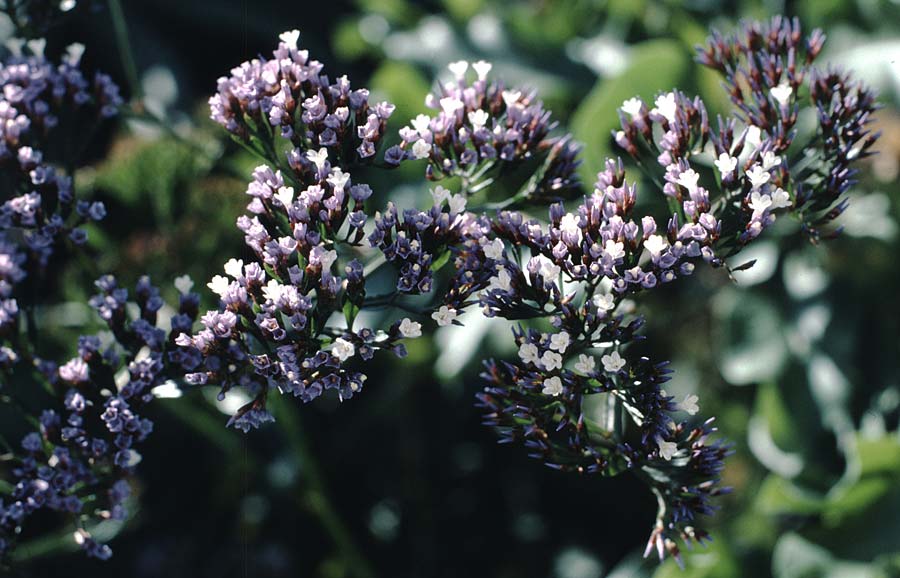 Limonium fruticans ? \ Strauchiger Strandflieder / Schrubby Sea Lavender, Teneriffa Puerto de la Cruz 9.2.1989