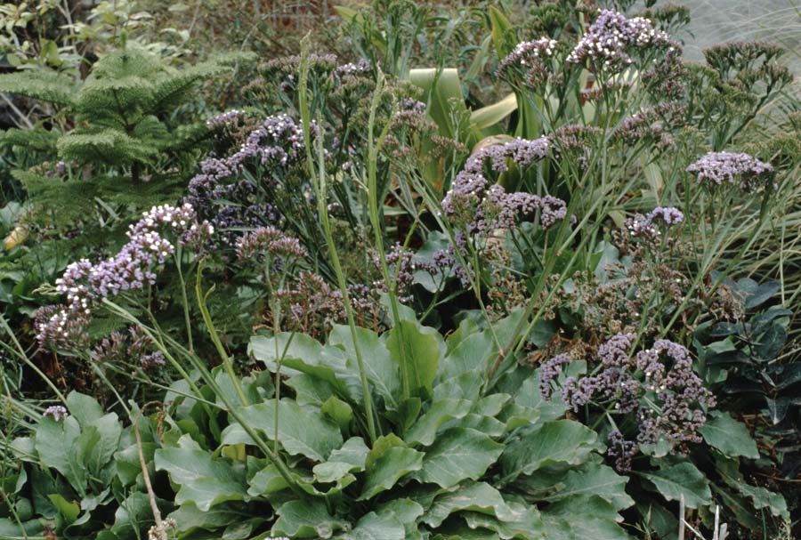 Limonium fruticans ? \ Strauchiger Strandflieder / Schrubby Sea Lavender, Teneriffa San Marco 19.2.1989