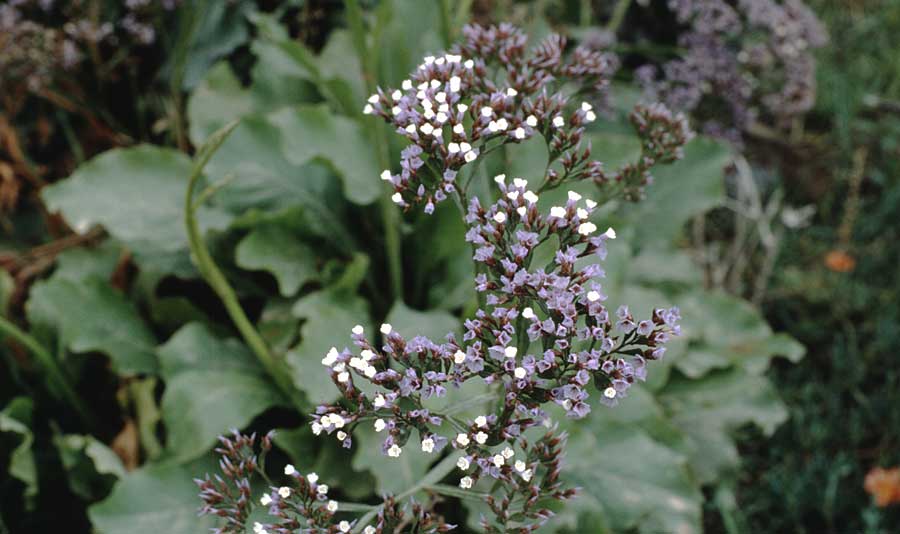 Limonium fruticans ? \ Strauchiger Strandflieder / Schrubby Sea Lavender, Teneriffa San Marco 19.2.1989