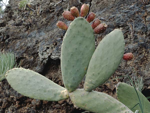 Opuntia ficus-indica \ Echter Feigenkaktus / Prickly Pear, Teneriffa Chio 11.2.1989
