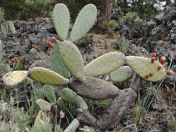 Opuntia ficus-indica \ Echter Feigenkaktus / Prickly Pear, Teneriffa Chio 11.2.1989