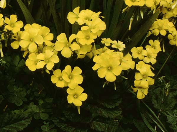 Oxalis pes-caprae \ Nickender Sauerklee / Bermuda Buttercup, Teneriffa Esperanza 13.2.1989