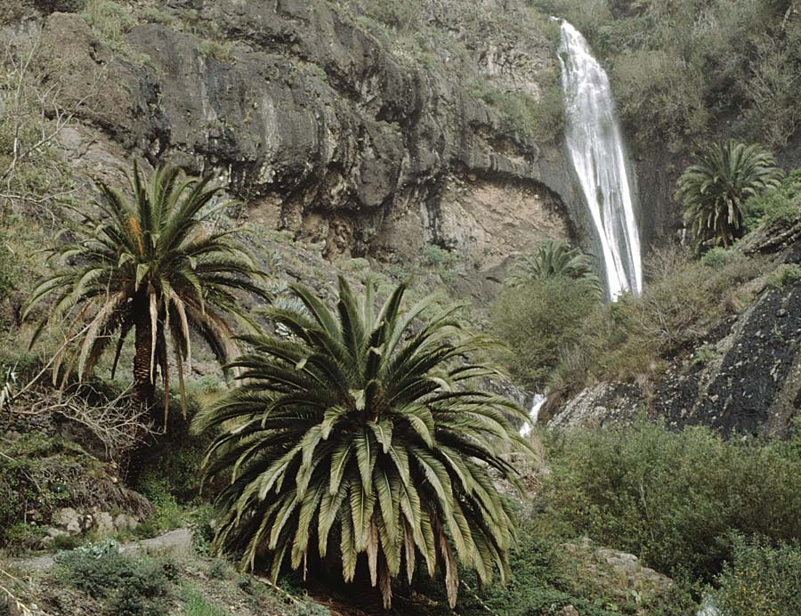 Phoenix canariensis \ Kanarische Dattelpalme / Canarian Date Palm, Teneriffa Masca 14.2.1989