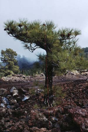 Pinus canariensis \ Kanarische Kiefer / Canary Island Pine, Teneriffa Ca�adas 11.2.1989