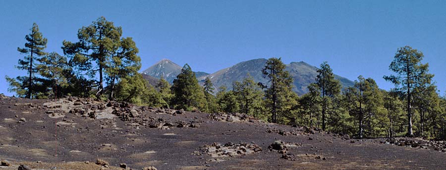 Pinus canariensis \ Kanarische Kiefer / Canary Island Pine, Teneriffa Ca�adas 11.2.1989