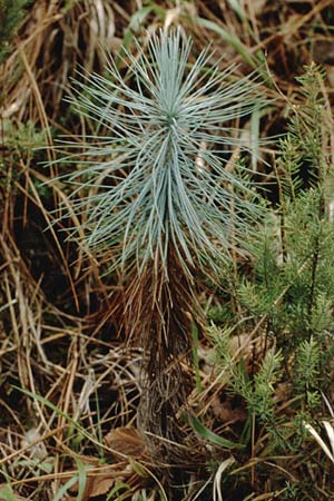 Pinus canariensis \ Kanarische Kiefer / Canary Island Pine, Teneriffa Esperanza 13.2.1989