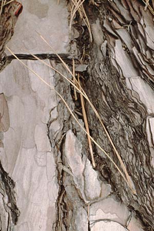 Pinus canariensis \ Kanarische Kiefer / Canary Island Pine, Teneriffa Pasaje Lunar 15.2.1989