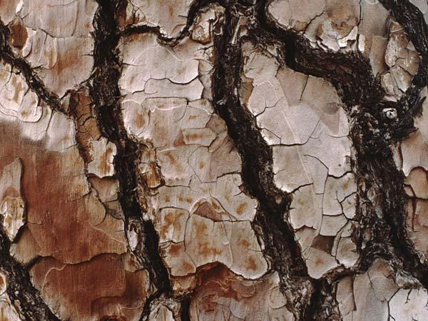 Pinus canariensis \ Kanarische Kiefer / Canary Island Pine, Teneriffa Pasaje Lunar 15.2.1989