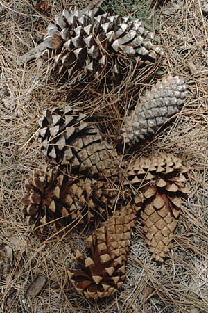 Pinus canariensis \ Kanarische Kiefer / Canary Island Pine, Teneriffa Pasaje Lunar 15.2.1989