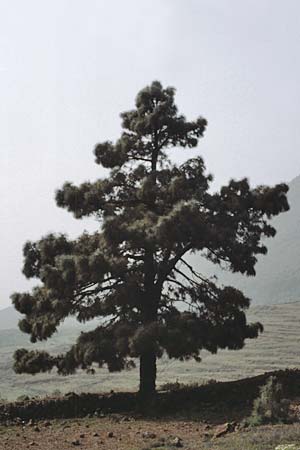 Pinus canariensis \ Kanarische Kiefer / Canary Island Pine, Teneriffa Ca�adas 15.2.1989