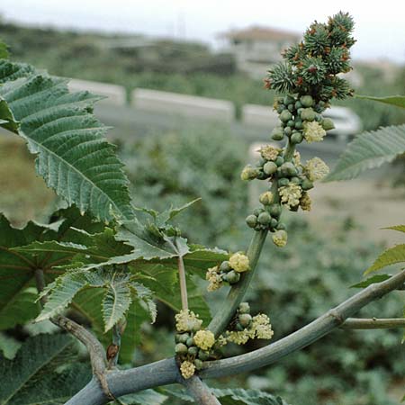 Ricinus communis \ Rizinus / Castor Oil-Plant, Teneriffa Icod de los Vinos 19.2.1989