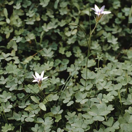 Romulea columnae \ Colonnas Scheinkrokus / Colonna's Sand Crocus, Teneriffa Esperanza 13.2.1989