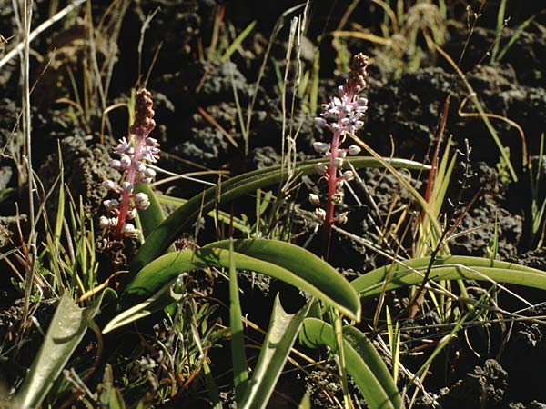Scilla haemorrhoidalis \ Rotsch&auml;ftiger Blaustern / Canary Blue Squill, Teneriffa Santiago de Teide 11.2.1989