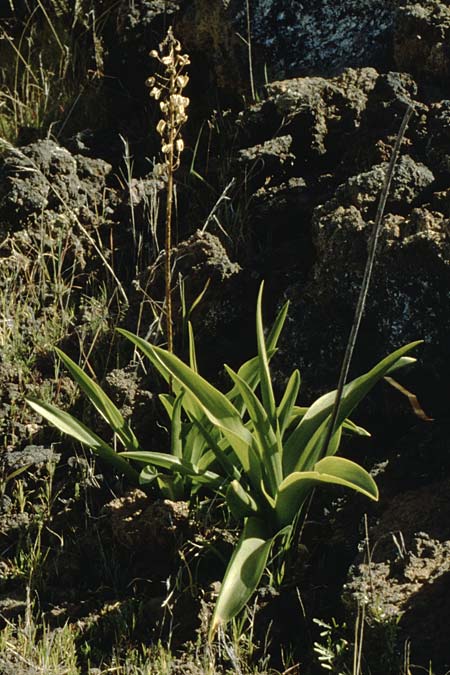 Scilla haemorrhoidalis \ Rotsch&auml;ftiger Blaustern / Canary Blue Squill, Teneriffa Santiago de Teide 11.2.1989