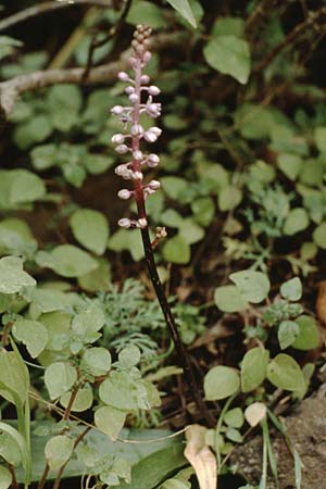Scilla haemorrhoidalis \ Rotsch&auml;ftiger Blaustern / Canary Blue Squill, Teneriffa Icod de los Vinos 14.2.1989
