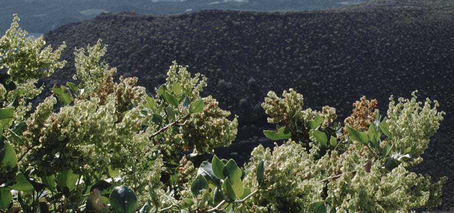 Rumex lunaria \ Kanaren-Ampfer, Mond-Ampfer / Canary Island Sorrel, Vinagrera, Teneriffa El Conde 12.2.1989