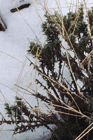 Adenocarpus viscosus ? \ Klebriger Dr�senginster, Teneriffa Esperanza 13.2.1989