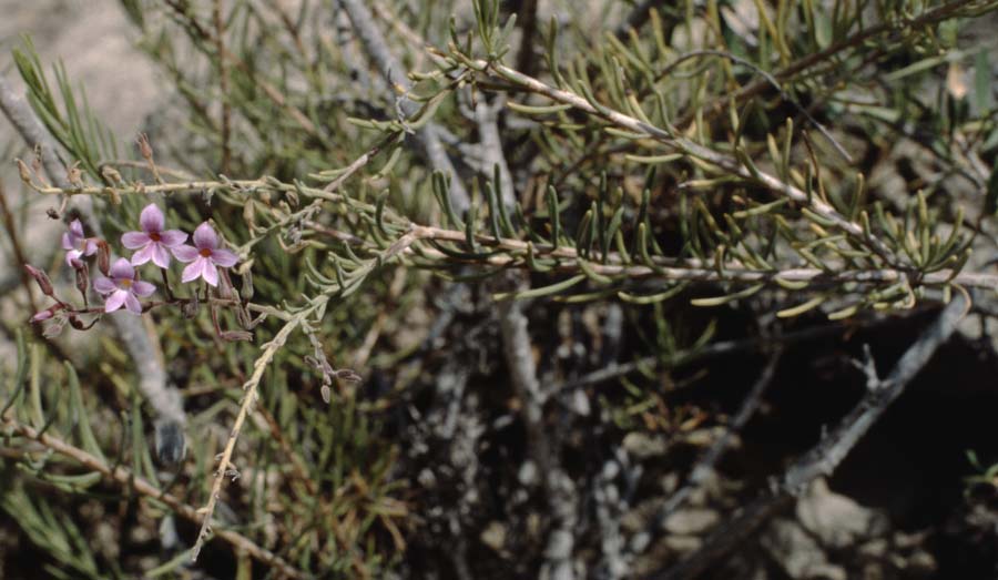 Campylanthus salsoloides \ Kanaren-Krummbl�te / Campylanthus, Teneriffa Barranco del Infierno 12.2.1989