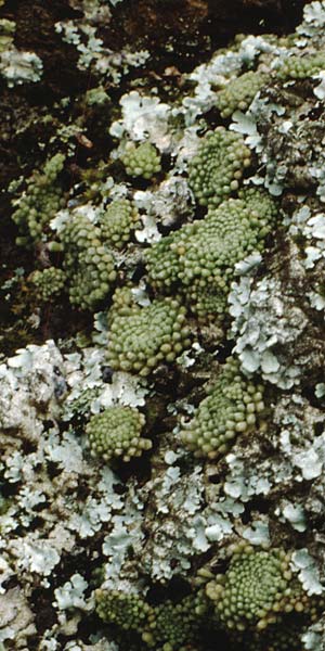 Monanthes pallens \ Bleiche Felswurz / Pale Monanthes, Teneriffa Esperanza 13.2.1989