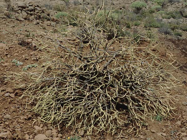 Ficus carica \ Feigenbaum / Fig, Teneriffa Chio 20.2.1989