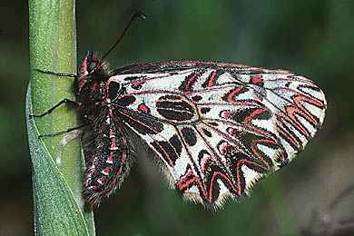 Osterluzeifalter Zerynthia polyxena, F Dept.Var 15.4.01