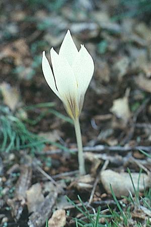 Crocus asumaniae \ Asumans Herbst-Krokus / Asuman's Autumn Crocus, TR Taurus 16.11.2003