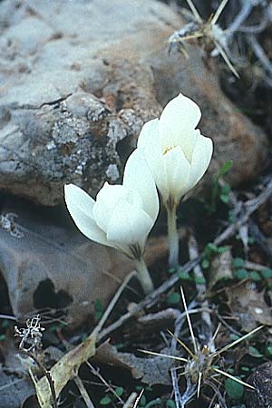 Crocus asumaniae \ Asumans Herbst-Krokus / Asuman's Autumn Crocus, TR Taurus 16.11.2003