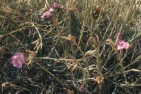 Dianthus zonatus \ Zonierte Nelke / Zoned Pink, TR Antalya 15.11.2003