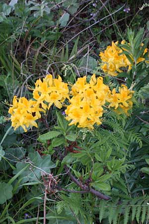 Rhododendron luteum \ Gelbe Alpenrose, Pontische Azalee / Yellow Rhododendron, TR Devrekani - Kastamonu 3.6.2010 (Photo: Jan & Liesbeth Essink)
