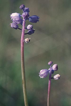 Muscari parviflorum \ Kleinbl&uuml;tige Traubenhyazinthe / Small-flowered Hyacinth, TR Alanya 13.11.2003