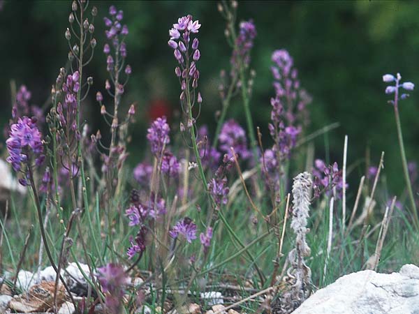 Scilla autumnalis \ Herbst-Blaustern / Autumn Squill, TR Alanya 14.11.2003