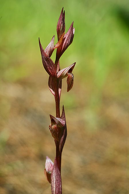Serapias aphroditae / Aphrodite's Serapias, TR  Cirali 29.3.2016 (Photo: Helmut Presser)