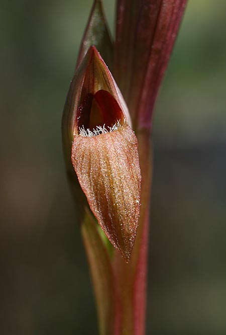 Serapias aphroditae / Aphrodite's Serapias, TR  Cirali 29.3.2016 (Photo: Helmut Presser)